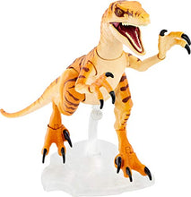 Load image into Gallery viewer, Jurassic World Amber Collection Tiger Velociraptor 6-in Dinosaur Action Figure, Movie-Authentic Detail, Movable Joints &amp; Figure Display Stand, Collectible Gift 8 Years &amp; Up
